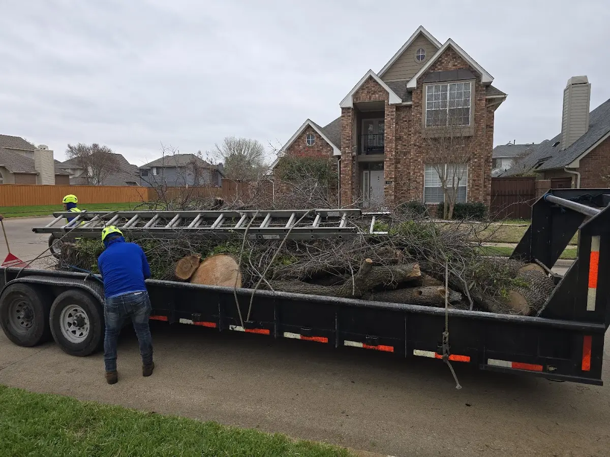 Expert Tree Pest Control with proper safety equipment in Paris